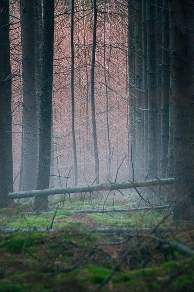 Fog in the forest by J Y