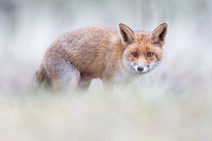 Le renard à l'écran