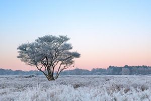 De hei op een vroege winter morgen van Marika Huisman fotografie