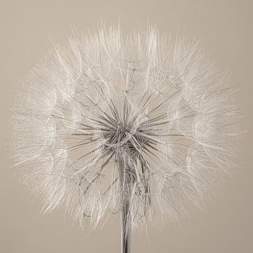 Vierkant met Pluizenbol van een Tragopogon