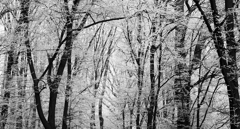 Panorama de la forêt par Thomas Jäger