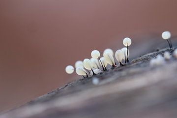 tilted in balance by Angelique Raaijmakers