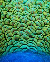 the peacock came close