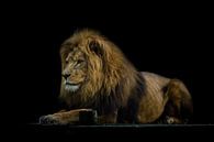 Resting lion by Johan van Esch thumbnail