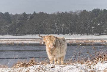 Schotse Hooglander in de sneeuw... van Ans Bastiaanssen