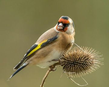 Goldfinch on daffodil by Harry Punter