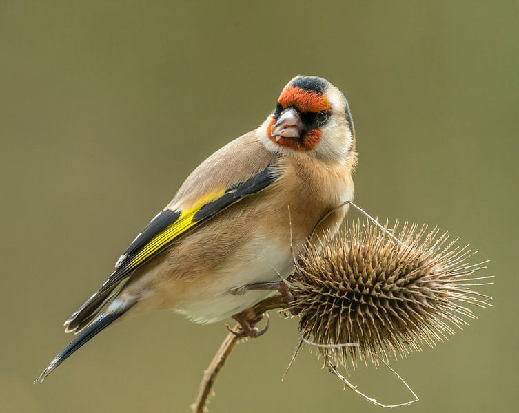 Goldfinch on daffodil by Harry Punter