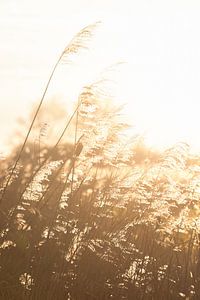 Schilflandschaft | Sonnenuntergang | Gegenlicht | Fotografie von Laura Dijkslag