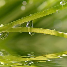 Drops by Violetta Honkisz