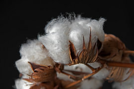 Velvet Husk