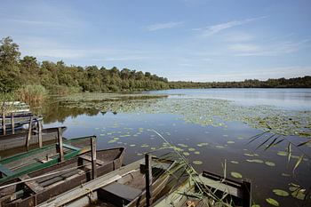 Typical Dutch forests