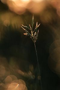 Stille Gold