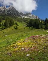 Alpine meadow in Mühlbach am Hochkönig
