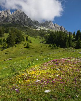 Almwiese in Mühlbach am Hochkönig
