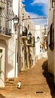 Cat in old town alley in Mojacar white village in Andalucia Spain