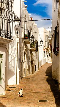 Cat in old town alley in Mojacar white village in Andalucia Spain by Dieter Walther