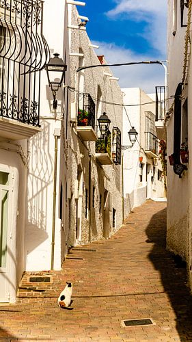 Cat in old town alley in Mojacar white village in Andalucia Spain