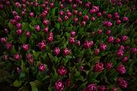 Tulips in the field