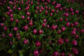 Tulips in the field by Miny'S