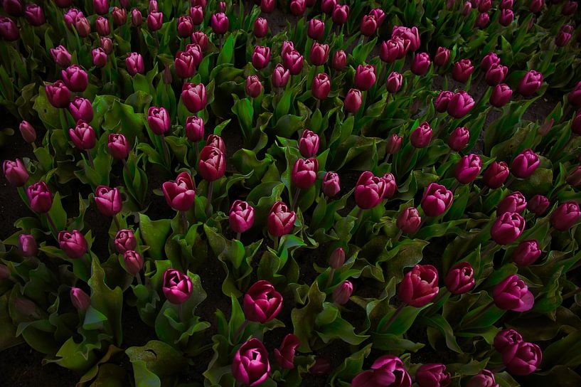 Tulips in the field by Miny'S