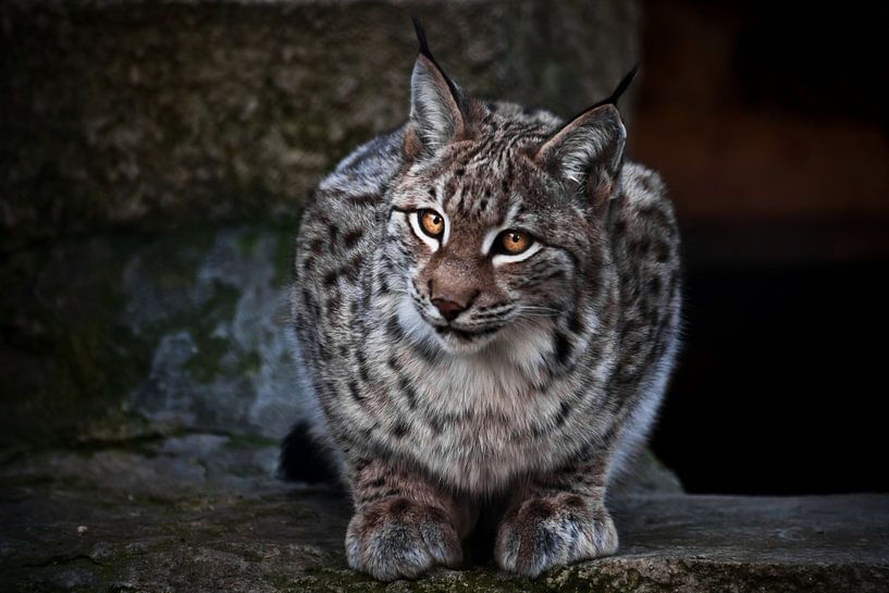 Lynx is een grote wilde kat, ironisch genoeg is de donkere achtergrond de heldere ogen van een kat.. van Michael Semenov