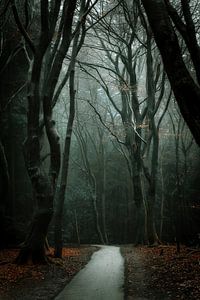 Belle vue sur la forêt