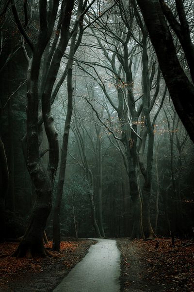 Beautiful forest view by Björn van den Berg