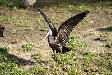 Zwarte ibis van Ronald en Bart van Berkel