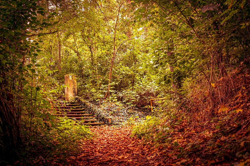 Fairytale forest by l.v.e. Pictures