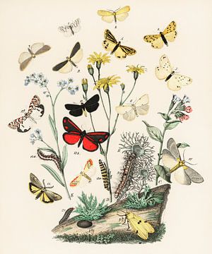 Europäische Schmetterlinge und Nachtfalter von William Forsell Kirby