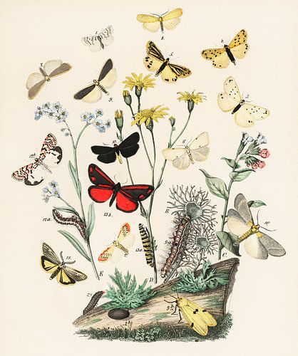 European Butterflies and Moths by William Forsell Kirby