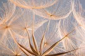 Flauschiges Panorama in sanften Pastellfarben von Marjolijn van den Berg