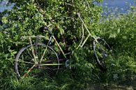 groen fietsen by a schotanus thumbnail