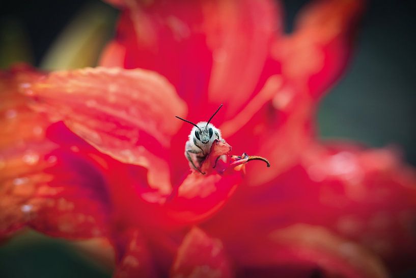 Bee on red flower by Titi-Kiekt