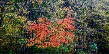 Herbstwald von Thomas Jäger