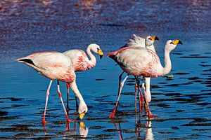 Die Flamingos der Laguna Colorada