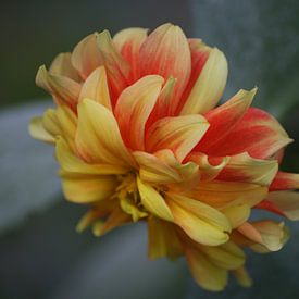 Geel rode bloem van Eva Toes