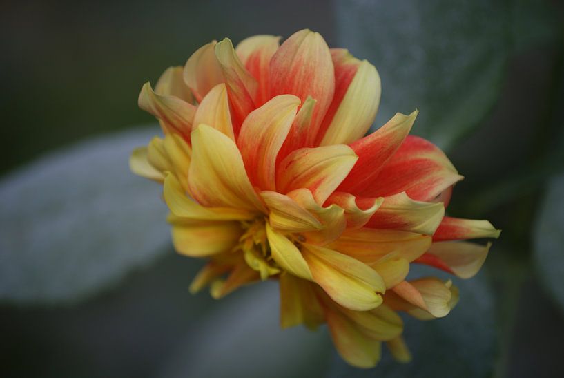 Geel rode bloem by Eva Toes