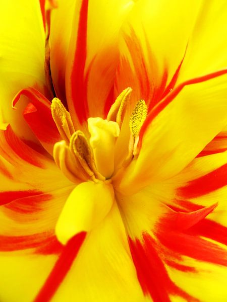 Happy colours von Anneke Verweij