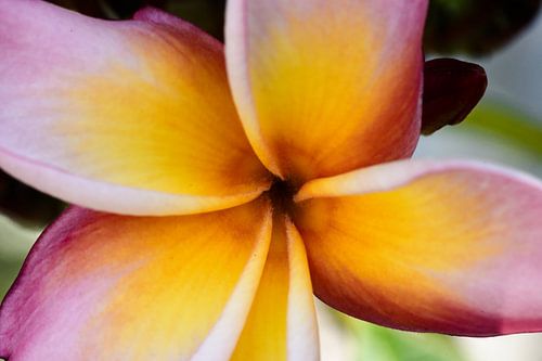 Frangipane in light, tropical floral poetry