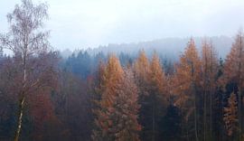 Hoarfrost by Thomas Jäger