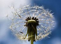 Dandy Day