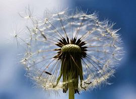 Dandy Day