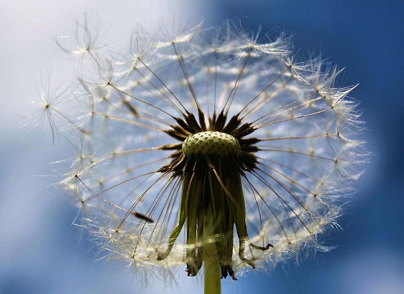 Dandy-dag van erikaktus gurun