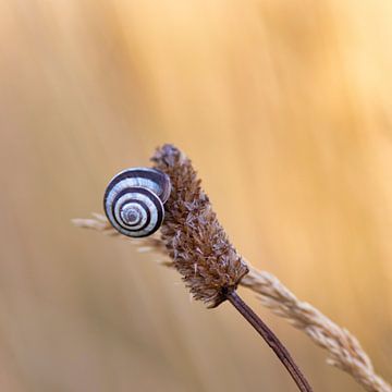 Snail in the field by Mireille Breen