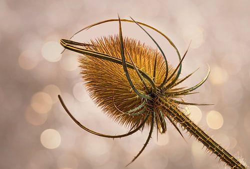 Gouden wilde kaardenbol