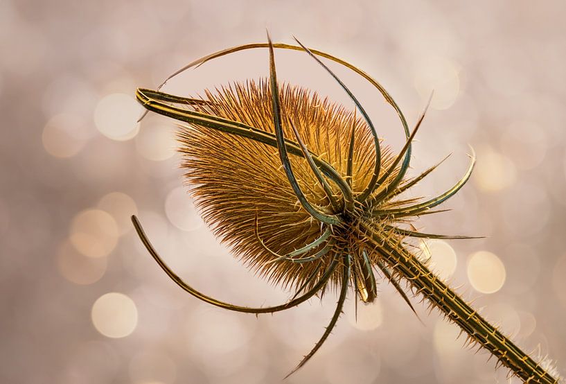 Goldene wilde Karde von Angelika Beuck