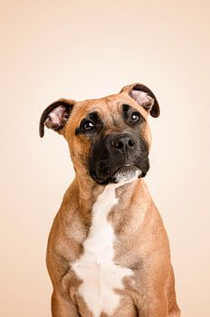 Porträt eines schönen Staffordshire-Bullterrier-Welpen, im Studio mit beige als Hintergrundfarbe