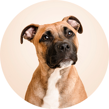Portret van een prachtige staffordshire bull terriër pup hond, in de studio met beige als achtergrondkleur