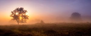 Lever de soleil brumeux dans les dunes de Bakkeveen